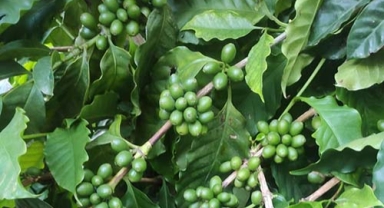 Kahve fidanlarından verim alınmaya başlandı