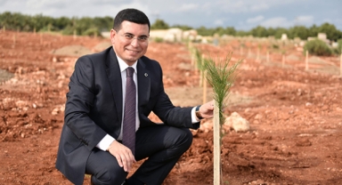 Kepez'de zeytin seferberliği