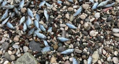 Konyaaltı Sahili'nde balık ölümleri