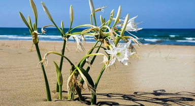 Kum zambağı sembol oldu