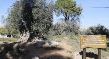 Kuraklıktan 1200 yaşındaki anıt ağaç da etkilendi