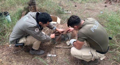 Kuş tuzağına takılan bayağı çakır kuşunu polis kurtardı