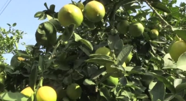 Limon üreticileri fiyat desteği istiyor
