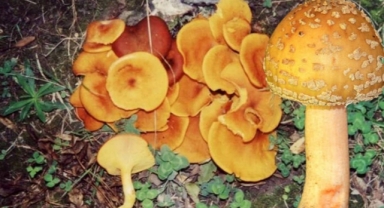 Mantardan zehirlendiler