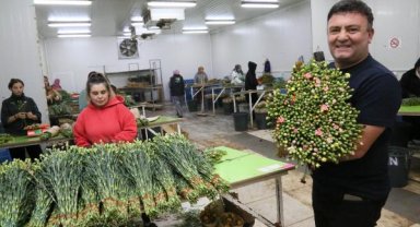 Milyon dolarlık Noel çiçeği