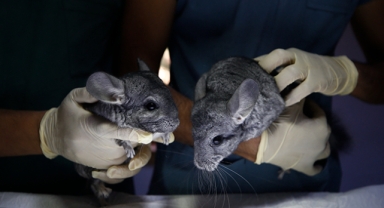 'Onlara iyi bakın' notuyla kapıya bırakıldılar