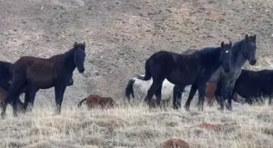 Onlarca yılkı atı doğaseverler tarafından görüntülendi