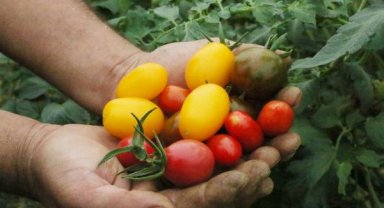 Örtüaltı hasat başladı