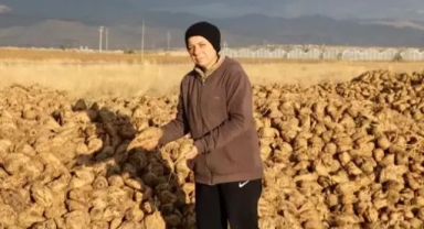 Şeker pancarı hasadı başladı