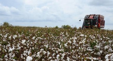 Serik'te pamuk hasadı başladı