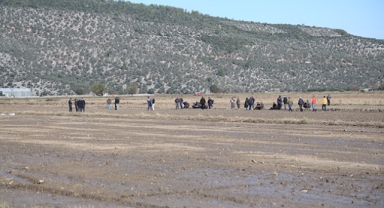 Sürdüğü tarlada ölü bulundu