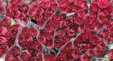 Sirtakinin yerini Türk karanfili aldı