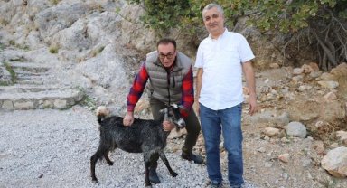 Tedavisi tamamlanan keçi doğaya kavuştu
