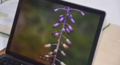 Yeni bir bitki türü; Balan sümbülü