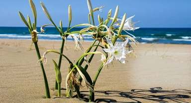 Yeşil gelecek buluşması