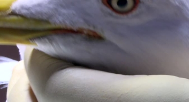 Yılan kartalı Antalya'da tedavi edildi