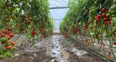 Yumaklı: Çiftçilere 1,1 milyar liralık hasar tazminatı ödendi