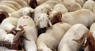 'Kalkınma Planı ile hayvancılık gelişecek, mesleği asla bırakmayın'