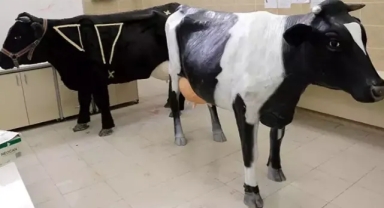 3D yazıcı ile 'simülatör inek' üretildi