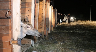 6 kızıl geyik Salda Gölü çevresine bırakıldı