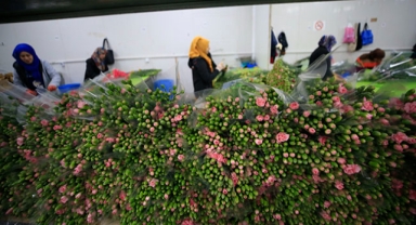 73 ülkeye çiçek ihracatı