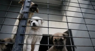 'Aç bırakılan köpekler birbirini yedi'