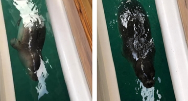 Akdeniz foku görüntülendi