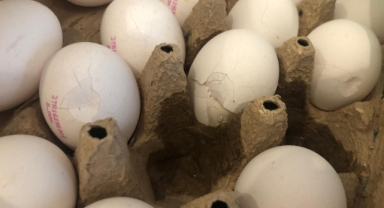 Akvaryum balıklarının yemine katkı maddesi oluyor