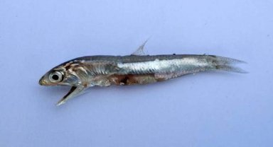 Antalya Körfezi'nde hamsi sevinci