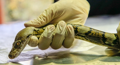 Pitonlara yoğun ilgi