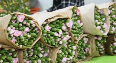 Çiçek tüketimi Avrupa'nın çok gerisinde