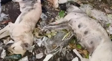 Çöplükte çok sayıda ölü köpek bulundu