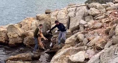 Denize düşen köpek kurtarıldı