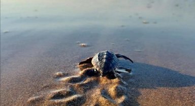 Denize ulaşan caretta arttı