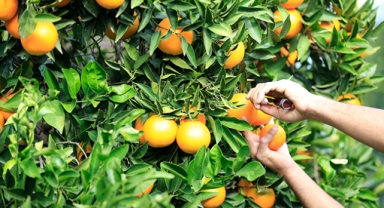Finike portakalı Almanya'daki raflarda yerini almaya başladı