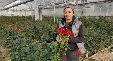 Gül hasadına aralıkta da devam