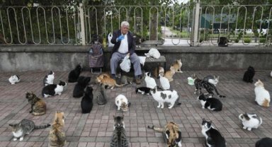 Her sabah 700 kediye mama taşıyor