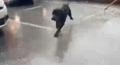 Kanalizasyonda mahsur kalan köpek beslenip, kurtarıldı