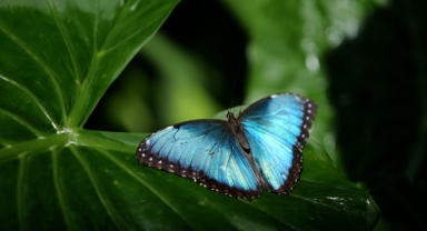 Kelebek Bahçesi, Şebiarus için binlerce kelebekle süslendi