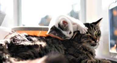 Kışı sıcak geçiriyorlar