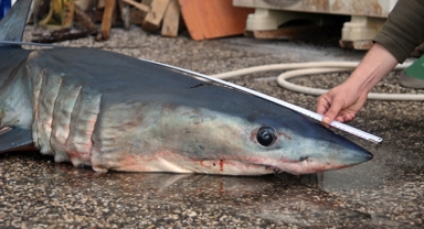 Köpek balığı kıyıya vurdu