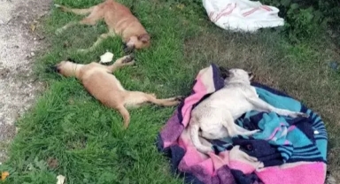 Köpekleri zehirlediler