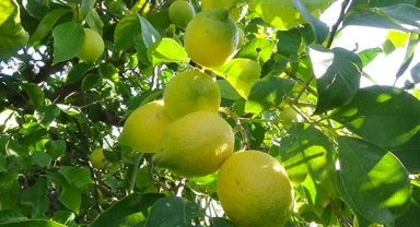  Lamas limonu hasadı başladı