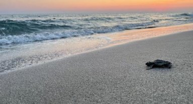 Minik caretta carettalar denizle buluştu