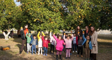 Miniklerden portakal hasadı