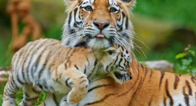 Nesli tehlikedeki türleri evlat edinin önerisi