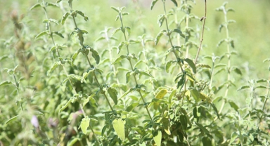 Tescillenen ada çayı 