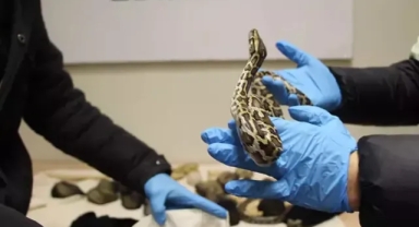 Ticaret Bakanlığı: 33 piton, yolcu treninde ele geçirildi