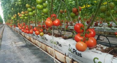 Topraksız örtü altı tarımda da zirvede