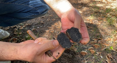 Yeni bir mantar türü keşfedildi